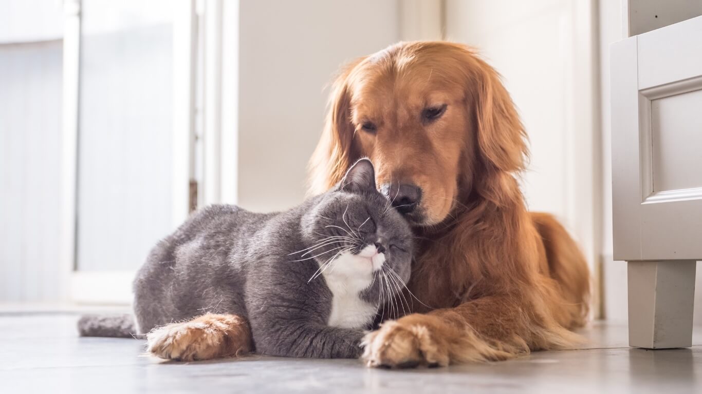Downers Grove Animal Hospital