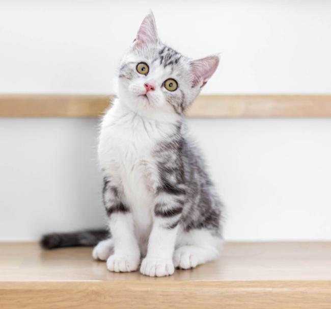 shutterstock_2492403467